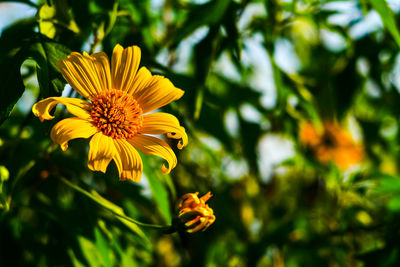 Close-up of yellow flower blooming outdoors