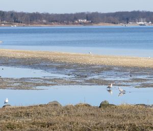 View of birds on beach