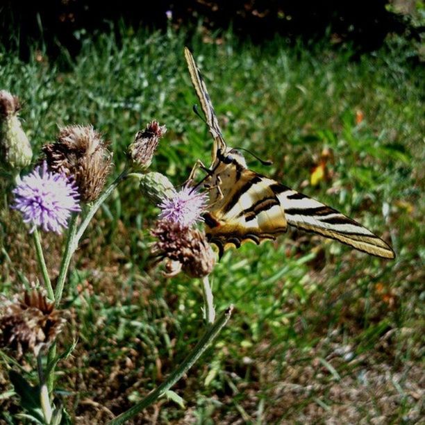 flower, animals in the wild, insect, animal themes, one animal, wildlife, fragility, freshness, pollination, growth, close-up, focus on foreground, beauty in nature, nature, purple, petal, plant, flower head, bee, symbiotic relationship