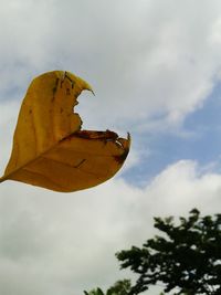 Low angle view of insect on tree against sky