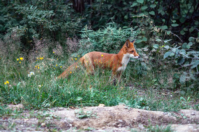 Side view of a fox on field