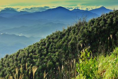 Scenic view of tree mountains against sky