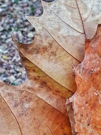 Close-up of dry leaves on land