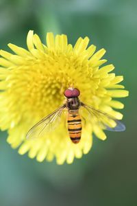 Close-up of insect on yellow flower