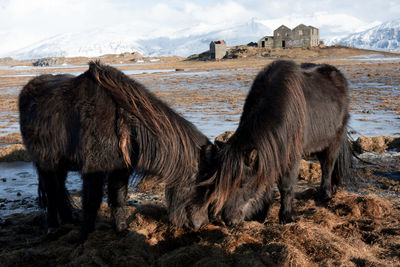 Horses in a snow