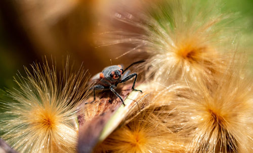 Close-up of insect on plant