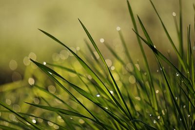 Close-up of wet grass growing in field