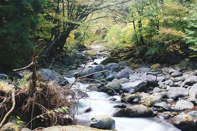 Stream flowing through rocks in forest