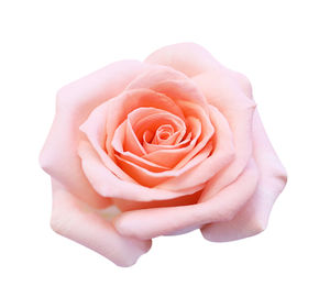 Close-up of rose over white background