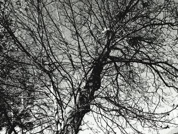 Low angle view of silhouette bare tree against sky