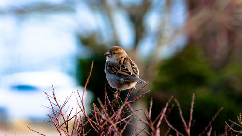 Bird perching on a branch