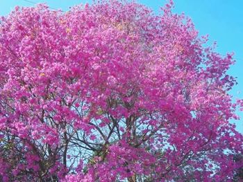 Low angle view of pink flowers