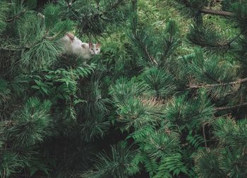 View of a cat on tree