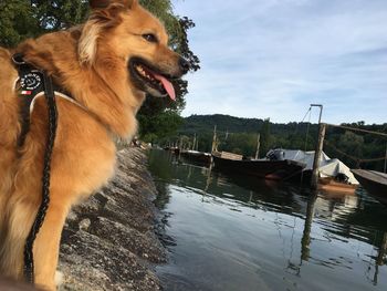 Side view of dog sitting at riverbank