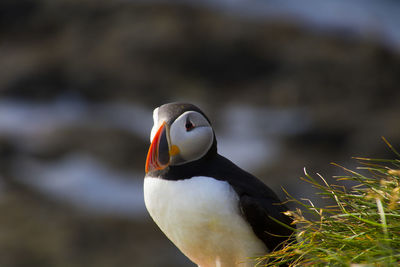 Close-up of bird perching