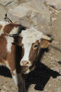 Portrait of cow