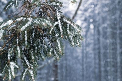 Close-up of pine tree during winter