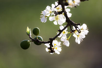 Close-up of cherry blossoms in spring