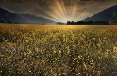 Scenic view of field against cloudy sky