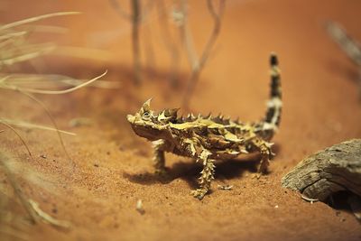 Close-up of plant against blurred background