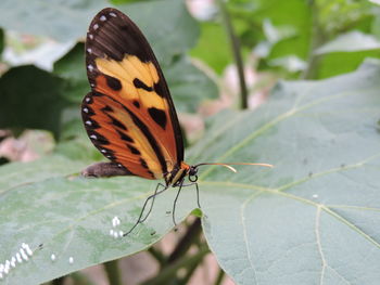 Close-up of butterfly on leaf