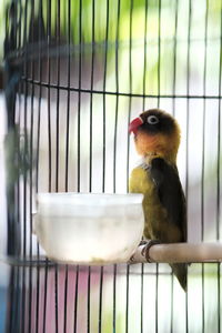 Close-up of bird in cage