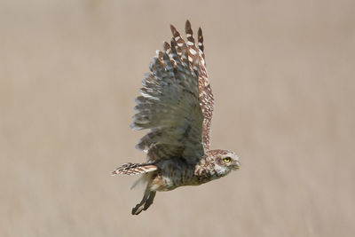 Close-up of eagle flying