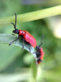 Close-up of insect