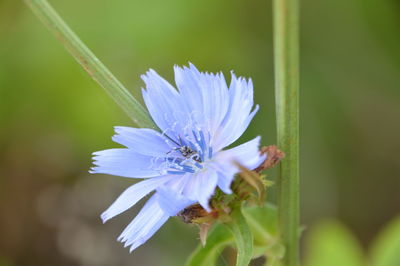 Close-up of insect on flower