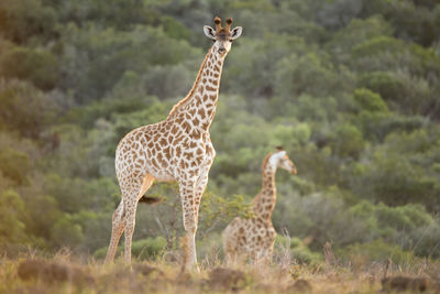 Giraffe standing in a field