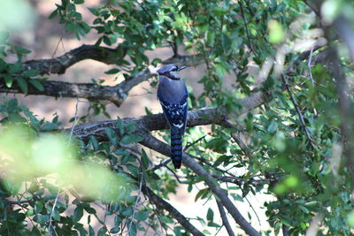 Low angle view of bird perching on tree