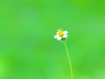 Close-up of white flower blooming outdoors