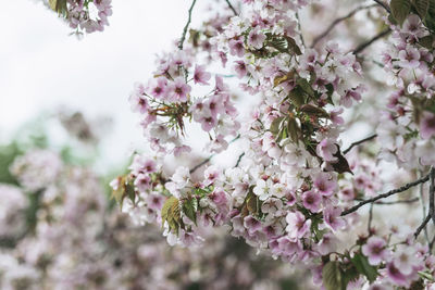 Close-up of cherry blossom tree