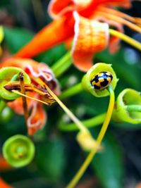 Close-up of ladybug on flower