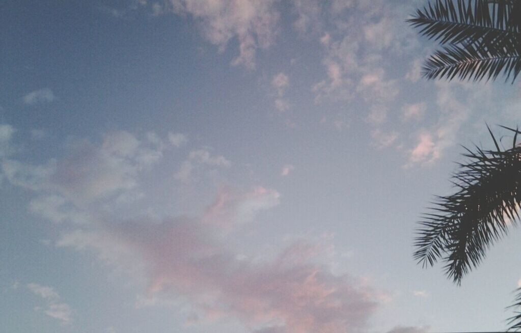 low angle view, sky, palm tree, cloud - sky, tree, beauty in nature, tranquility, nature, cloud, growth, blue, scenics, cloudy, outdoors, tranquil scene, no people, day, silhouette, high section, idyllic