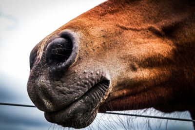 Close-up of a horse