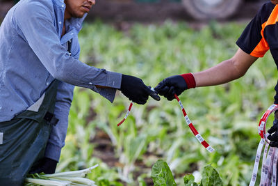 Side view of crop unrecognizable farmers using ribbons for making bunches of fresh lettuce while collecting harvest in countryside