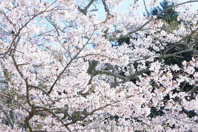 Low angle view of cherry blossom tree