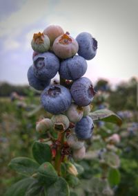 Close-up of grapes growing on tree against sky
