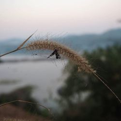 Close-up of insect on leaf against sky