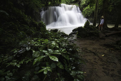 Scenic view of waterfall in forest