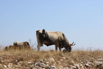 View of cow on field against sky