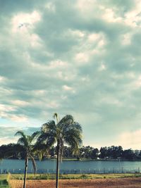 Palm trees on field against sky