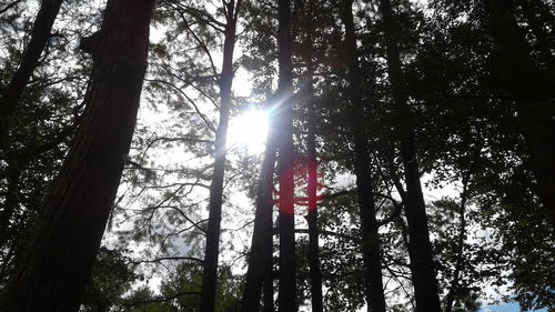 Low angle view of trees in forest