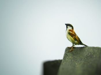 Close-up of bird perching on leaf