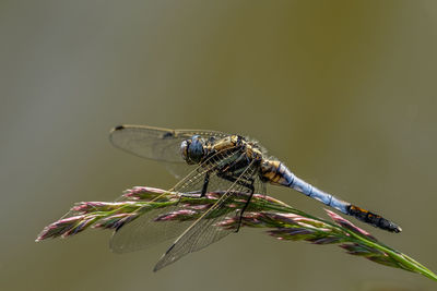 Close-up of damselfly on leaf