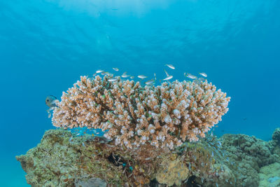 Fish swimming in sea