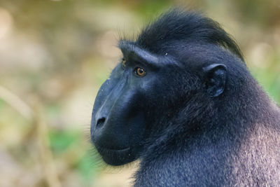 Close-up of a monkey looking away