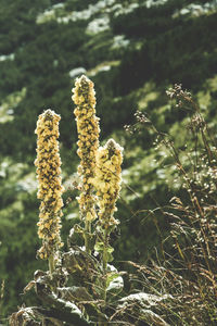 Close-up of flowering plant on field