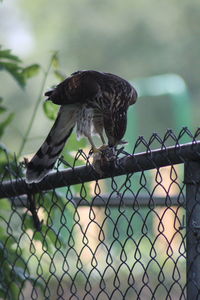 Close-up of bird perching on metal